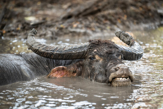 a water buffalo at Komodo National park