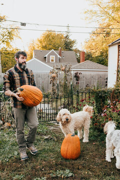 Man carries large carving pumpkin through backyard garden
