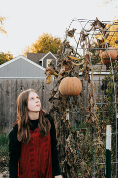 Preteen girl looks at baking pumpkin growing on garden trellis