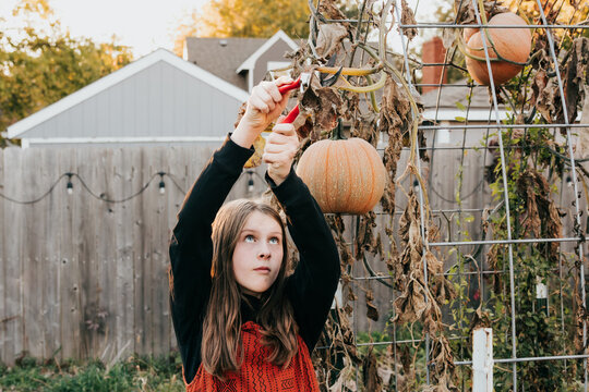 Preteen girl harvests pumpkin by cutting stem in backyard garden