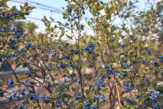 Fresh blueberries ready for seasonal picking on a farm.