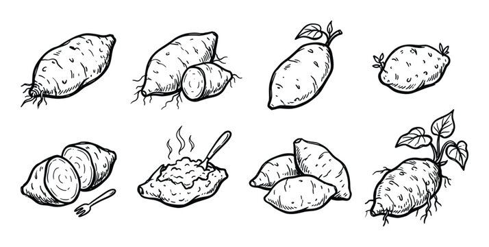 Collection of sweet potatoes and mashed sweet potato dish with fork on transparent background vector
