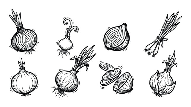 Hand drawn sketch of onions and shallots on transparent background
