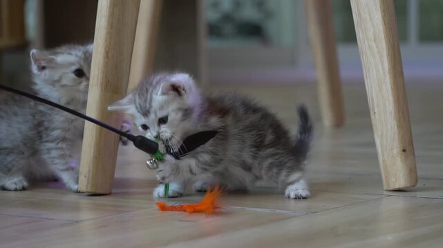 Playful domestic kitten playing with a cat toy in a sunlit home environment.