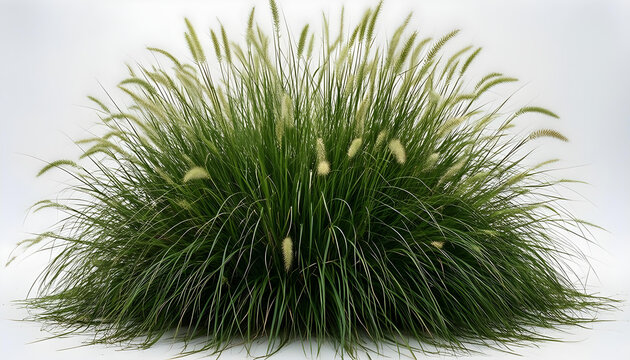 Lush ornamental grass with feathery plumes stands tall against a clean white background