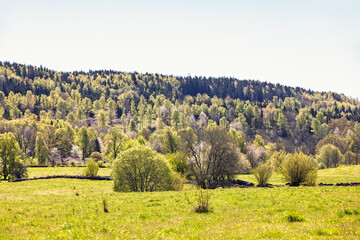 Obraz premium Lush green budding trees in the countryside a sunny spring day