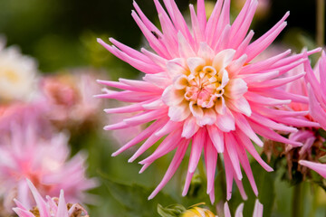 Fototapeta premium Macro Photography of Blooming Pink Dahlia Flower with Many Sharp Petals and Light Core.