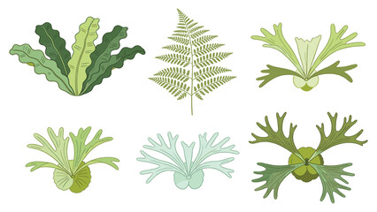 A diverse collection of vibrant tropical fern and exotic foliage elements, illustrated as unique botanical vector graphics for various designs © Ube