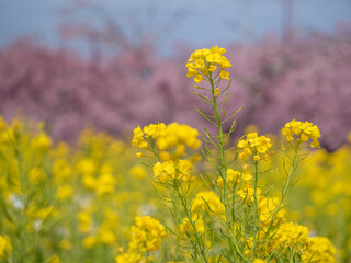 Obraz premium A close-up of vibrant yellow rape blossoms in focus, set against a soft, blurry backdrop of deep pink Kawazu cherry blossoms. This colorful composition captures the bright and cheerful atmosphere of a