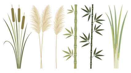 Diverse botanical set elements featuring various tropical foliage cattails, pampas grass, bamboo stalks, and green reeds vector illustration © Ube