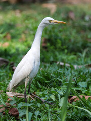 A white bird is standing in the grass