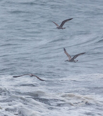 Fototapeta premium Three birds flying over the ocean