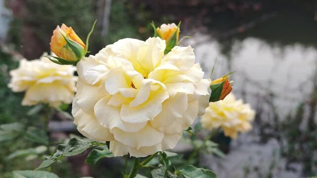 white hydrangea flowers romantic floral