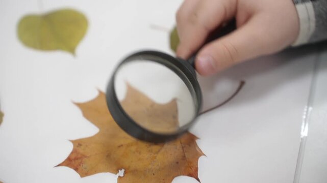 A child in a master class looks through a magnifying glass in close-up