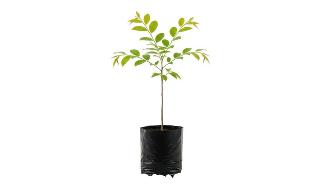 Small Green Sapling Plant in Black Plastic Bag