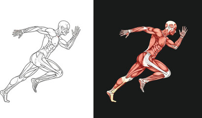 Fototapeta premium Detailed anatomical illustration of a human runner, showcasing muscular and skeletal systems in motion, with both line art and colored versions.