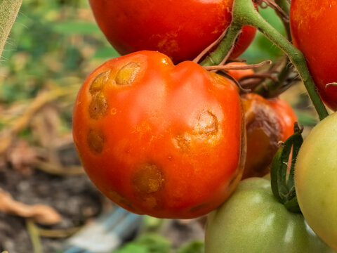 Ripe red tomato fruit (Solanum lycopersicum) displaying yellow ring spots and irregular chlorotic patterning caused by Tomato spotted wilt virus (TSWV) on the vine.