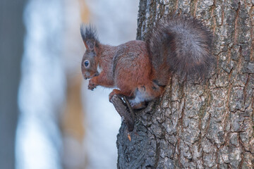 Fototapeta premium squirrel on a tree