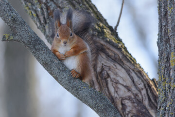 squirrel on a tree