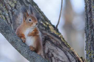 red squirrel on a tree