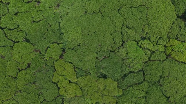Aerial top down view of the djawatan forest in java, indonesia. Lush green tree canopies creating a beautiful natural texture