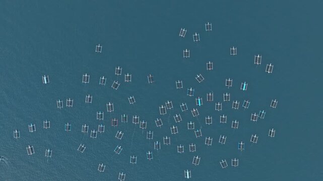 Aerial top down view of many traditional indonesian jukung outrigger boats gathering in the calm blue sea for a dolphin watching tour in lovina, bali