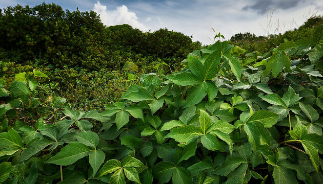 A Patch Of Poison Ivy