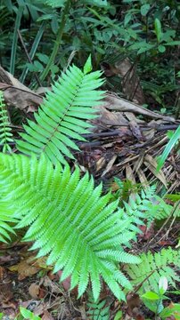 Vibrant Green Fern Fronds Swaying in a Tropical Palau Jungle