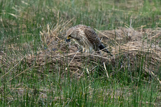 Faucon cr&eacute;cerelle