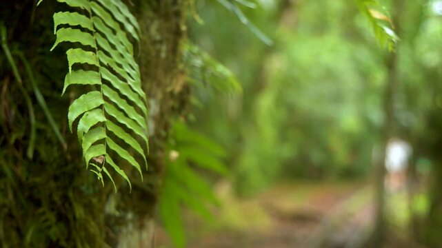 Close Up of Green Fern Leaf in Tropical Palau Rainforest