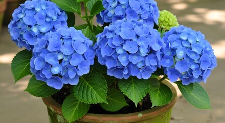Vibrant blue hydrangea flowers blooming in a decorative pot under natural light