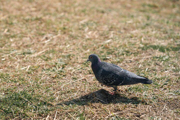 Obraz premium 鳩・ハト