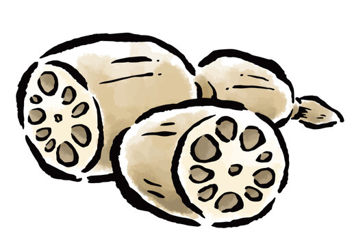 蓮根　筆タッチ手描きイラスト