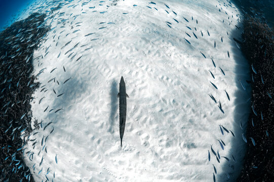 Great barracuda swimming above sandy seabed surrounded by small reef fish in the clear shallow water of Lady Elliot Island, Great Barrier Reef, Queensland, Australia.