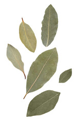 Obraz premium Floating laurel leaves spice levitation cut out.