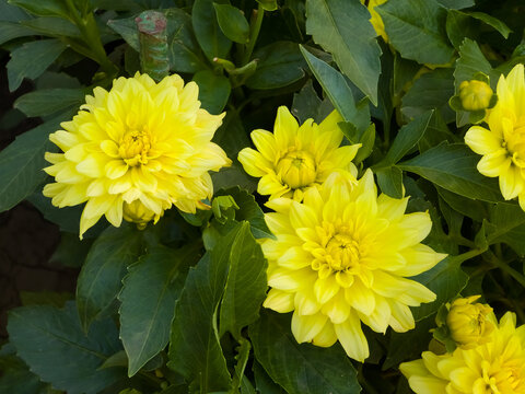 Close-up view of Dahlia 'Gallery Cezanne' flowers. The vibrant yellow petals are in full bloom, surrounded by deep green foliage, with a soft focus background. Perfect for gardens and nature themes.