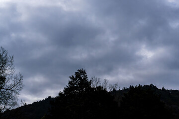Obraz premium 冬の曇り空と木々のシルエット01