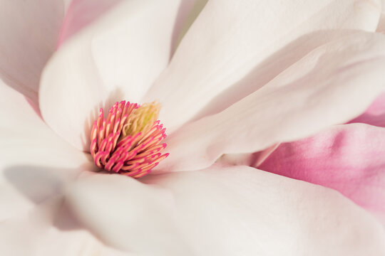 inner bloom close up of a magnolia flower and petals 