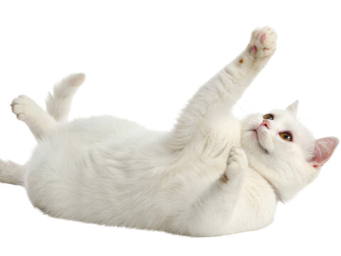 Playful white munchkin cat lying on its back looking happy. cute domestic feline plays cheerfully reaching its paw up isolated on transparency background with charming look
