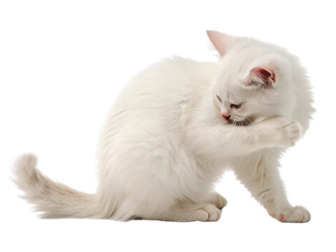 Cute white munchkin cat shy domestic feline pet animal. This adorable little kitten performing its daily grooming and cleaning routine feeling bashful and focused