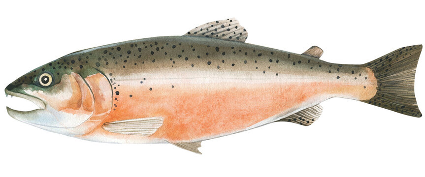 Fresh raw atlantic salmon fish whole. Watercolor illustration isolated on white background. Hand painted seafood