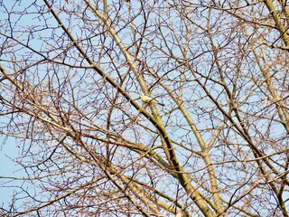 Eurasian blue tit perched on tree branches in spring forest
