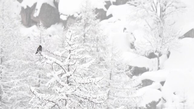 The Alpine chough under snowflakes (Pyrrhocorax graculus)