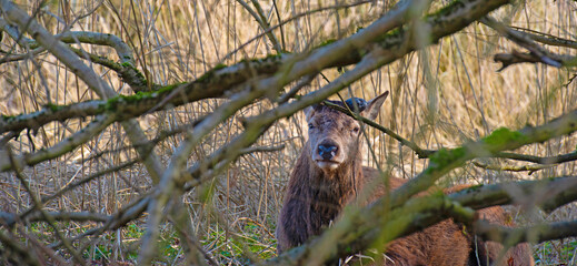 Obraz premium Red deer in a forest in sunlight in winter, Almere, Flevoland, The Netherlands, March 8, 2026