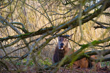 Red deer in a forest in sunlight in winter, Almere, Flevoland, The Netherlands, March 8, 2026