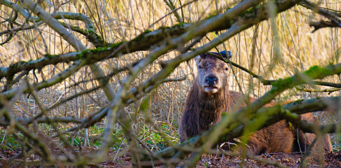 Obraz premium Red deer in a forest in sunlight in winter, Almere, Flevoland, The Netherlands, March 8, 2026