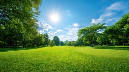 Obraz premium Green grass field in the park with trees under bright sky. Beautiful landscape with sunlight and blue sky. Concept of nature, environment and ecology, outdoor activity and relaxation.