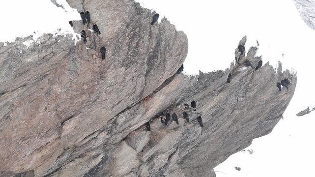 Seeking shelter from the snowfall, flock of  Alpine chough on mountain wall (Pyrrhocorax graculus)