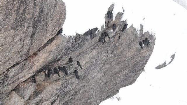 Flock of Alpine chough under snowfall (Pyrrhocorax graculus)