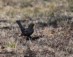 Kos (Turdus merula ), czarny ptak wczesną wiosną na trawie